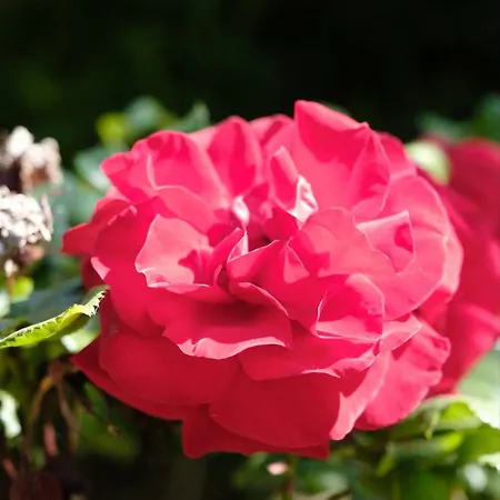 公寓 Mitten Im Weinparadies